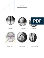 Exercise 8: Embryology of The Frog