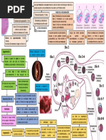 Obstetricia - Fecundación - Segmentación - Implantación