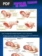 El Parto y Sus Etapas