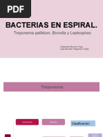 Bacterias en Espiral.