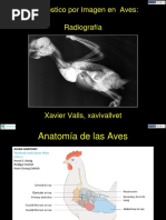 #4 Radiografia en Aves