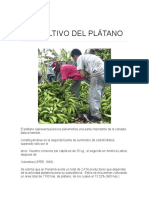 El Cultivo Del Plátano