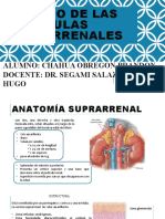 Estudio de Las Glándulas Suprarrenales