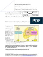 Cellular Respiration Model SHO