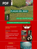 Plagas de Maíz