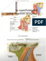 Estructuras Superficiales Del Cuello