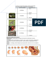 Desarrollo Embrionario 1