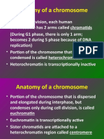 Anatomy of A Chromosome: - During Cell Division, Each Human