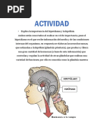 ACTIVIDAD DEL SISTEMA ENDOCRINO - Mar y Cielo Colichon