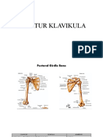 CLAVICULA