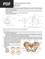 1.0 Anatomia Del Aparato Reproductor Femenino