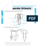 Aparato Urinario