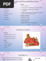 Histología Del Sistema Respiratorio