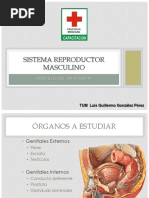 Sistema Reproductor Masculino