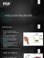 Anillo Waldeyer