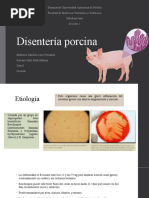 Disentería Porcina