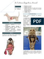 Anatomia Sistema Digestório Animal