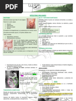 RX INTESTINO DELGADO