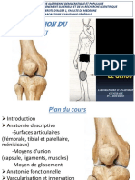 Anatomie Genou 2020