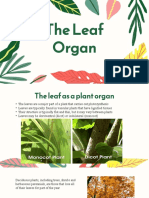 The Leaf Organ