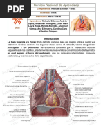 Torax Grupo 1