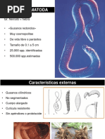 Phylum Nematoda