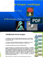 Hongos Clasificación