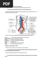 Laboratory Exercise 15 Gross Anatomy of The Human Urinary System