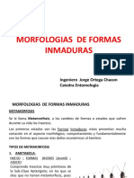 Morfologia de Formas Inmaduras - Actualizada