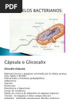 Organelos Bacterianos