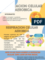 Respiración Aeróbica