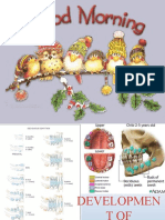 Development of Occlusion