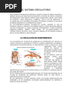 Circulacion en Los Animales Vertebrados e Invertebrados