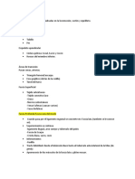 Anatomía 2do Parcial Miembro Inferior