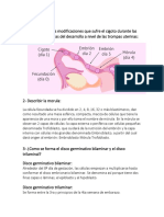 Cuestionario Desarrollo Embrionario.