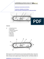 Estructura Bacteriana