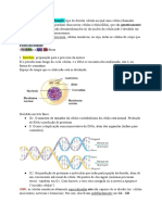 Estudo - Mitose e Meiose