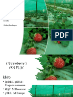 (Strawberry) E'o (P) F ) N': - RCT Agro Engineering