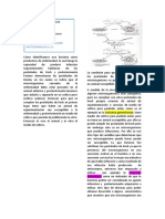 Patogenia de La Infeccion Bacteriana. Primera Parte.