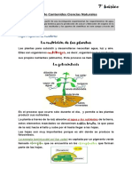 Contenidos para Evaluación, Fotosíntesis