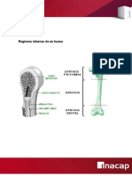 Informe Sistema Osteoarticular