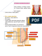 Anatomia Ginecologia