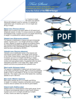 Tuna and Like fishesEnglish-Factsheet-Revised-version