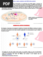 Adn Mitocondrias