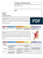 Ficha de Estudio Músculos Del Miembro Inferior