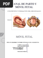 Canal de Parto y Móvil Fetal