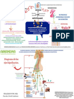 Fisiologia Del Crecimiento y Desarrollo + Hormonas Involucradas