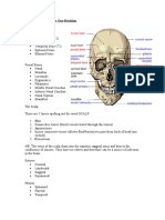 Cranial Anatomy Revision