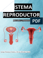 Sistema Reproductor - Monografia