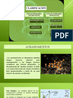 Clasificación de Hongos